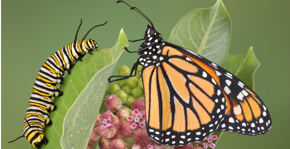 Elder Neil L Andersen Shares Lessons Learned From A Butterfly Church News And Events