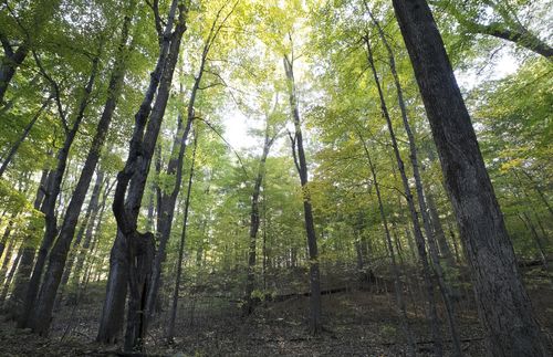 Photograph of trees in the Sacred Grove