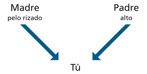 diagrama, padres, atributos, tú