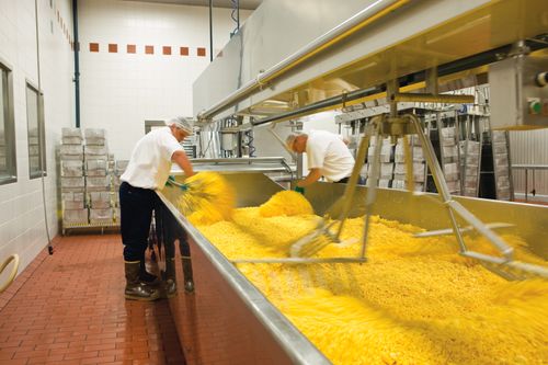 Two men in white shirts, blue gloves, and hairnets stirring yellow cheese in a large metal bin at Welfare Square.