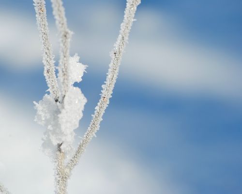 A cluster of small branches covered in frost.