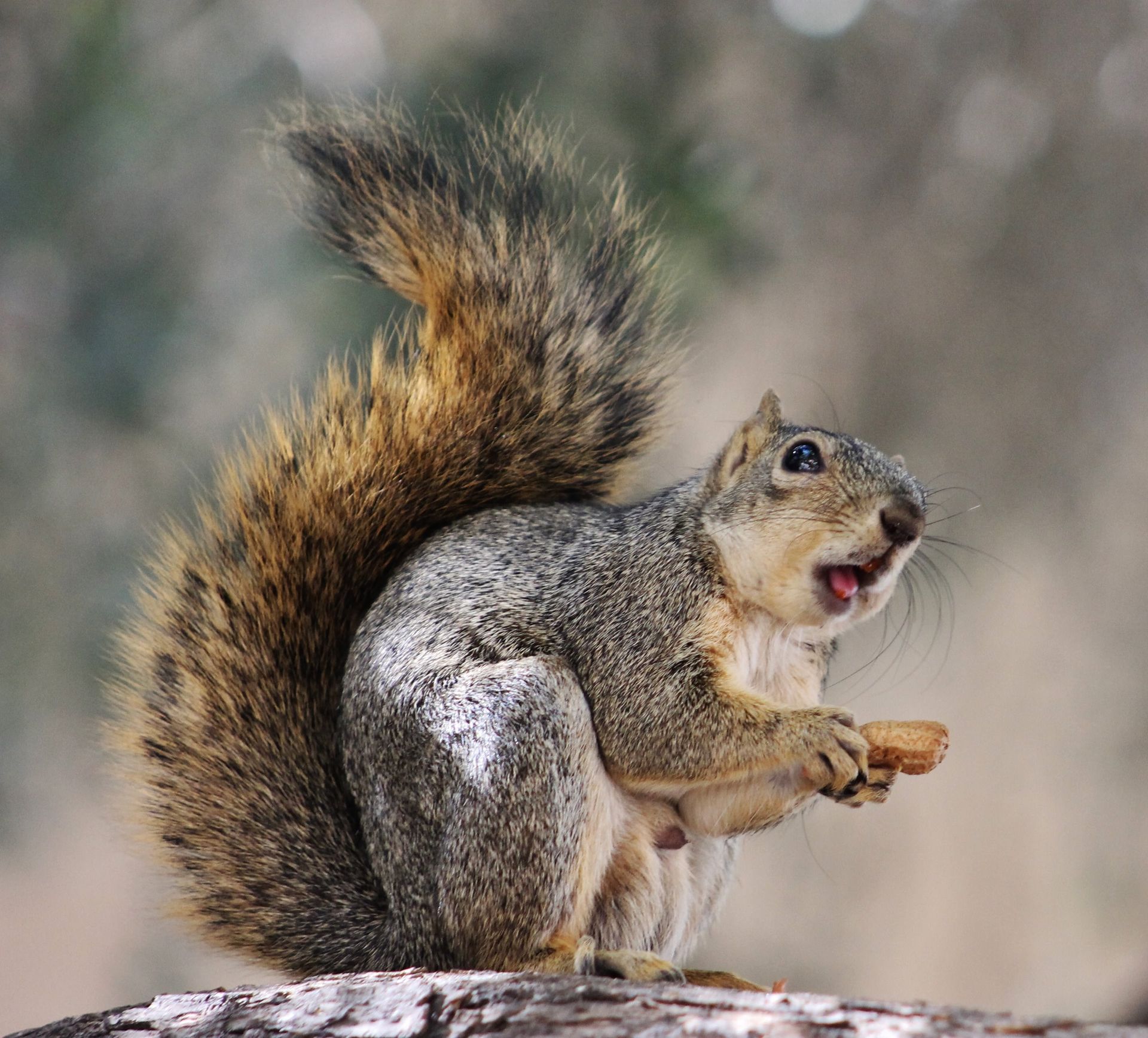 A portrait of a squirrel eating a nut.