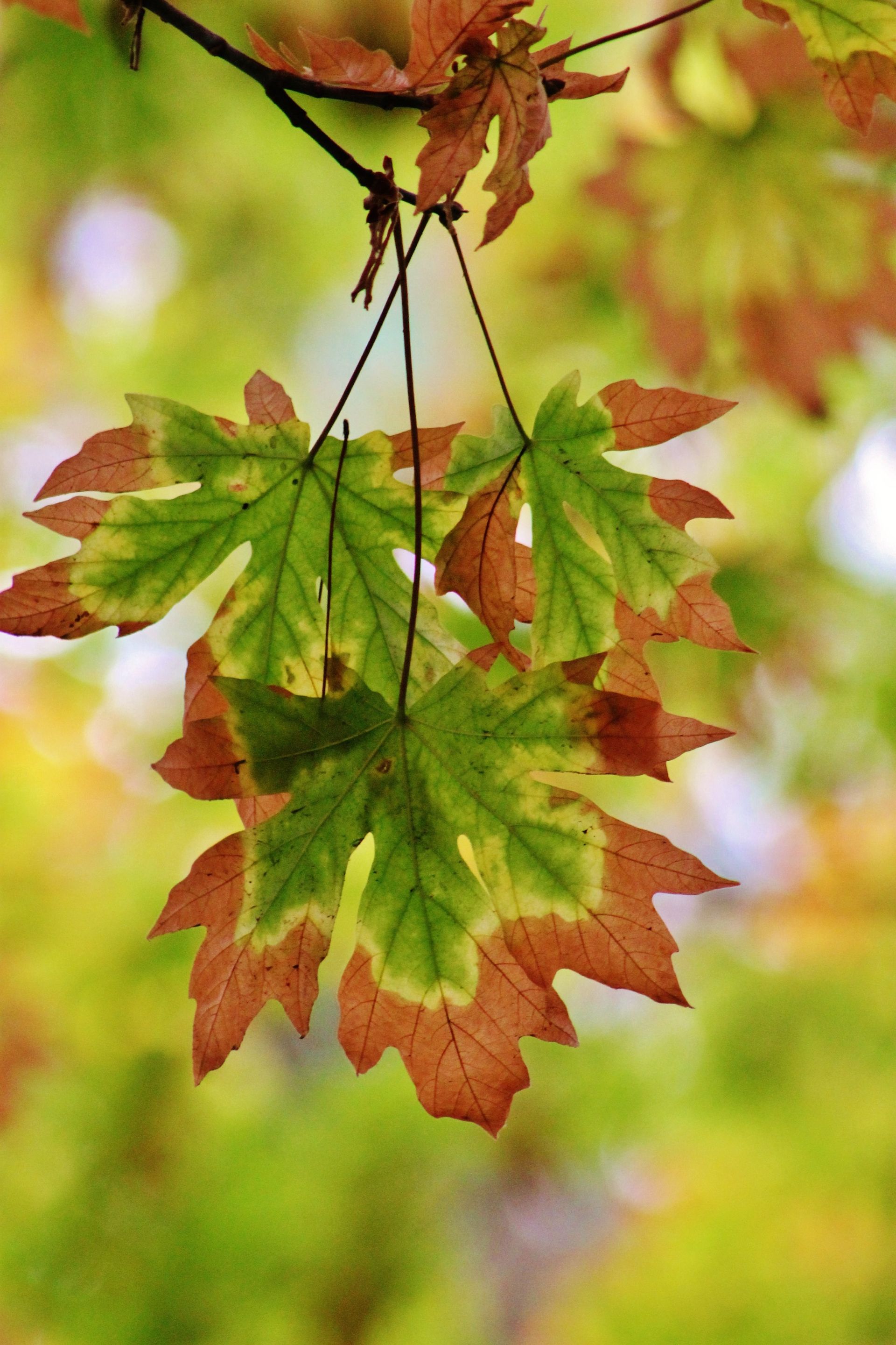 A small branch of leaves changing colors in the fall season.