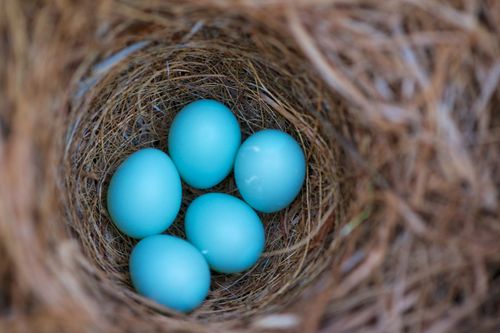 A bird’s nest with five blue eggs in the springtime.