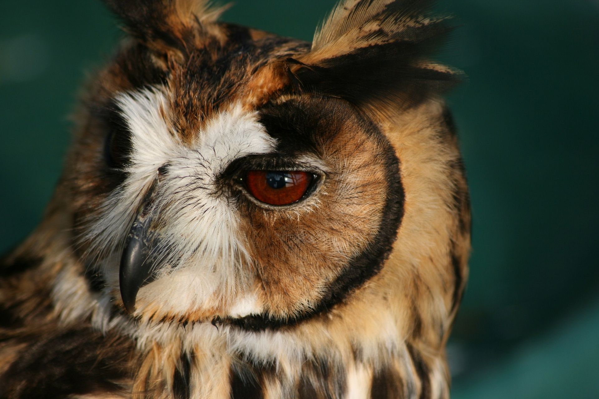 A portrait of a striped owl, which is found mainly in Central and South America.