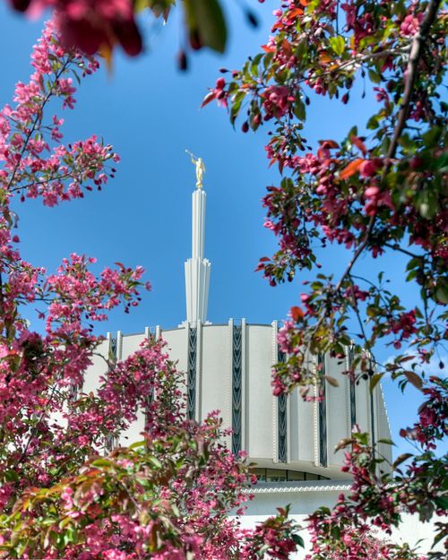 The spire and angel Moroni statue on the old Ogden Utah Temple, seen between pink blossoms of a tree on the grounds of the temple.