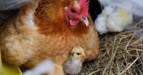 A mother hen and her baby chicks.