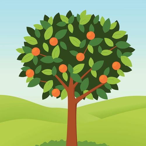 árvore frutífera