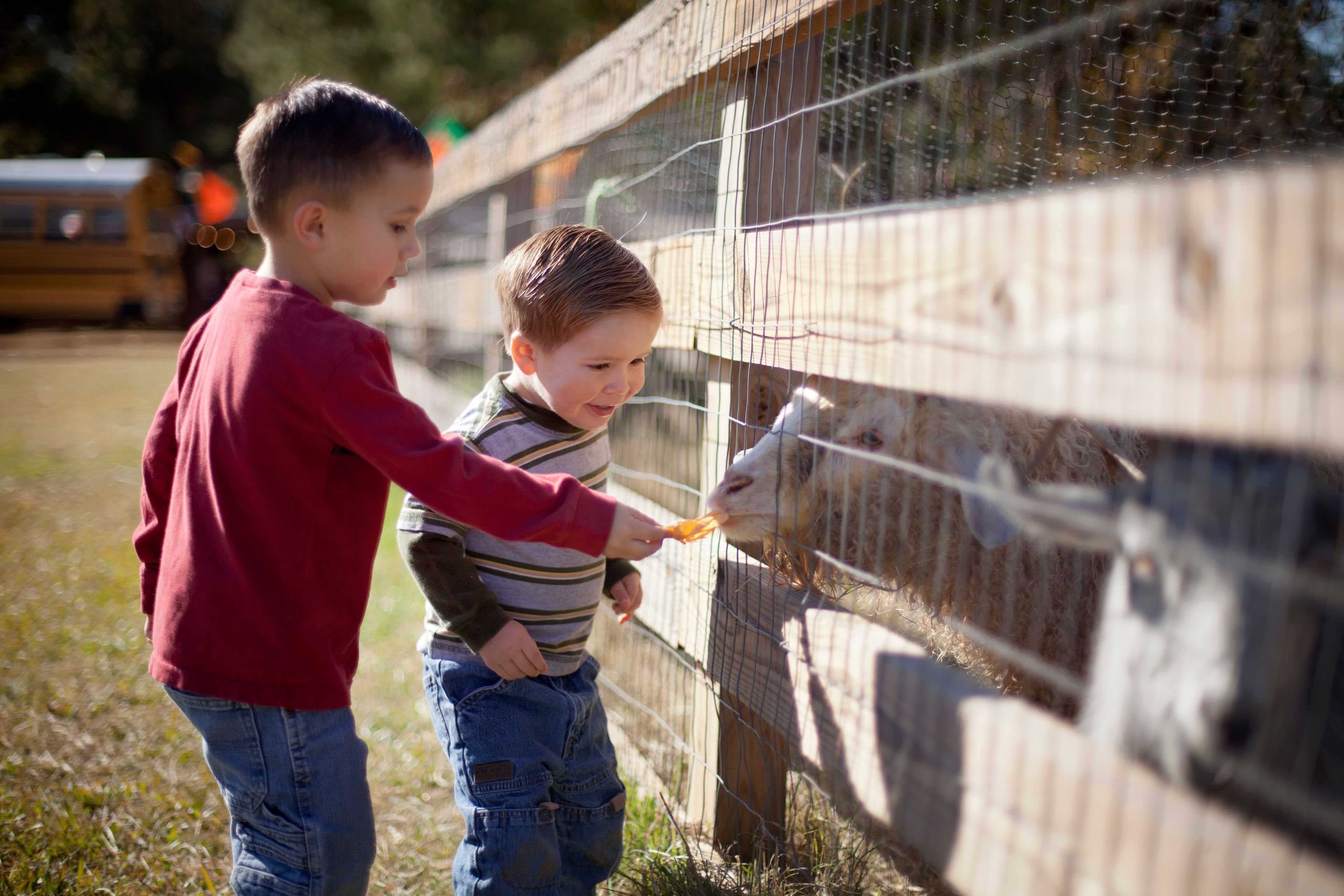 Two brothers feed a sheep through a fence.  