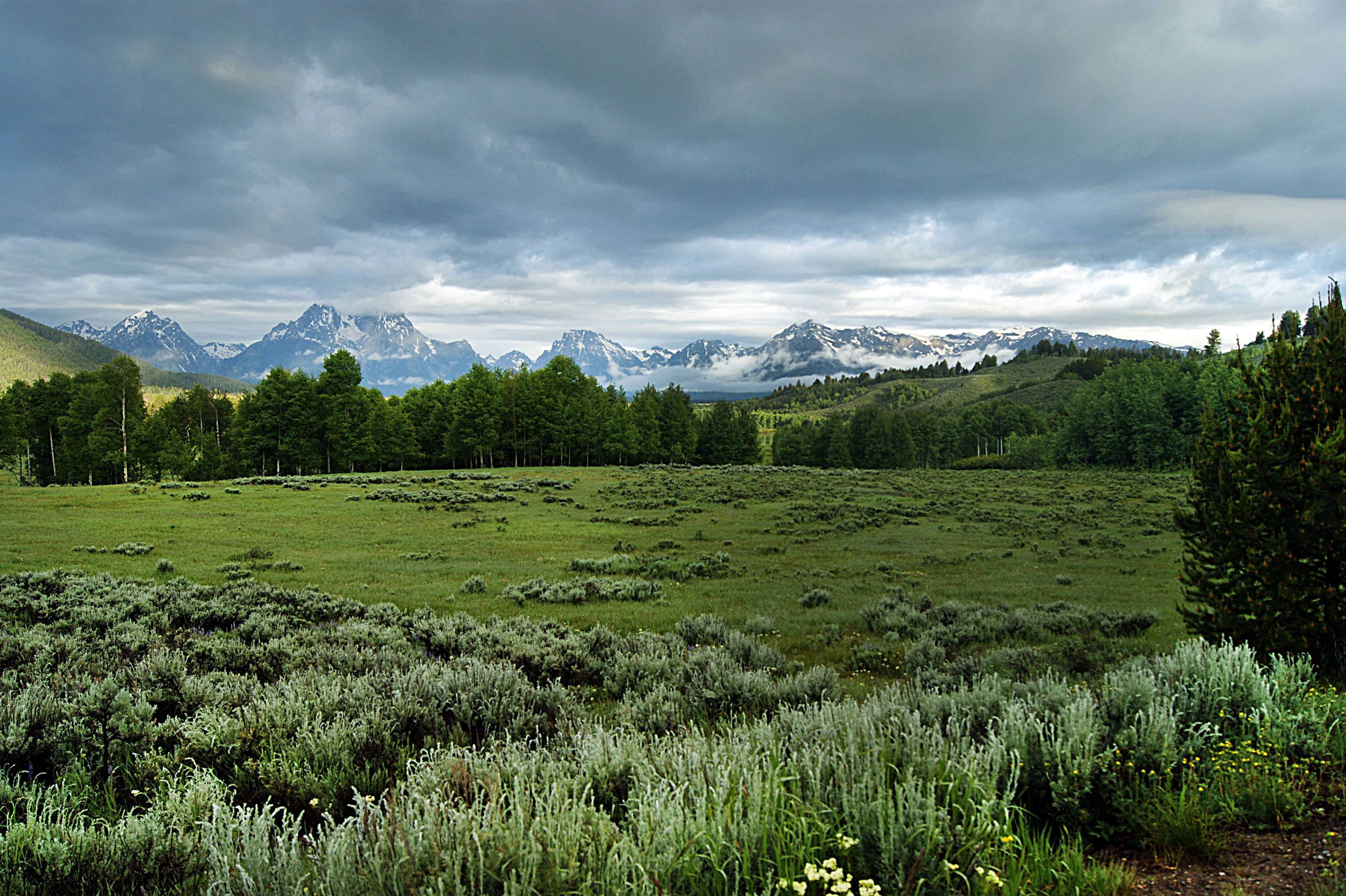 Meadows surrounded by the Teton Mountains.