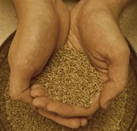 hands holding wheat