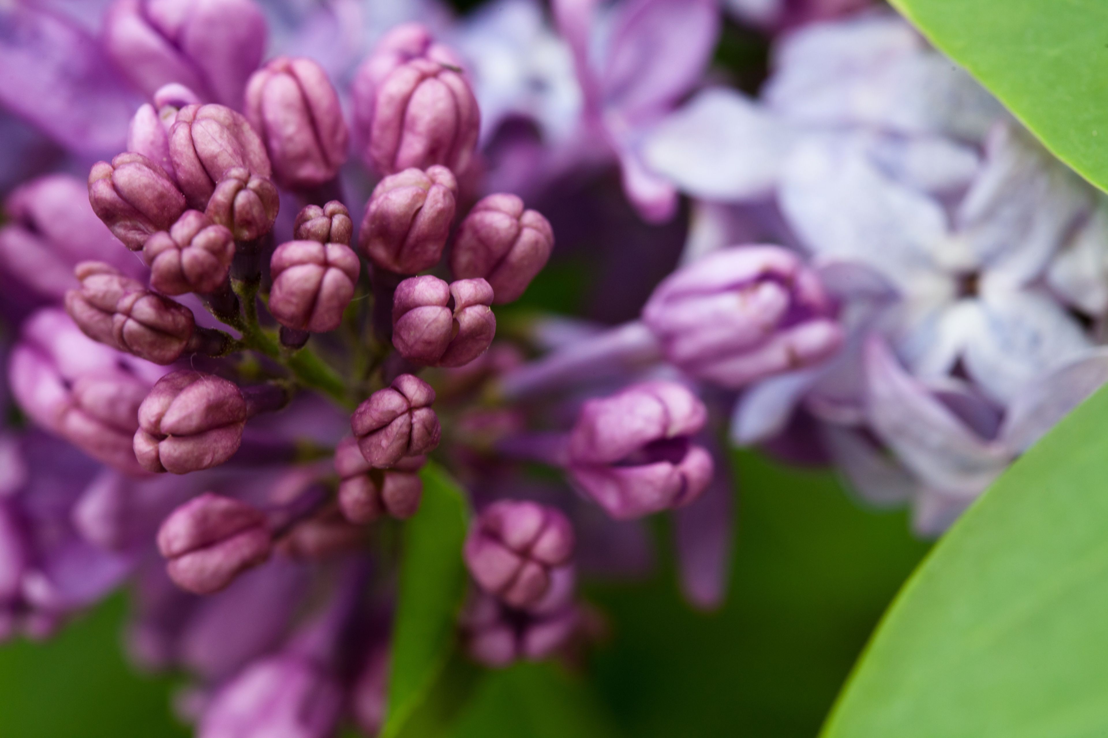 A close-up image of lilacs.