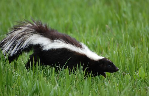 Skunk