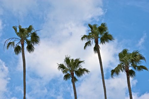 Tall palm trees in California against a blue sky with clouds.