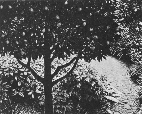 tree in garden