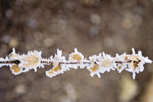 Frost on a branch with yellow leaves in winter.