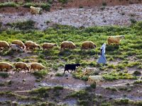 shepherd leading sheep