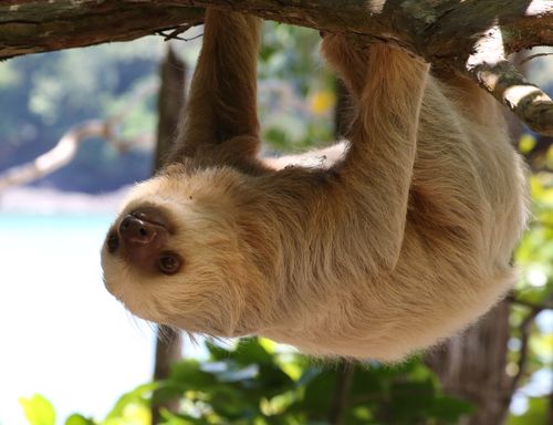 a sloth