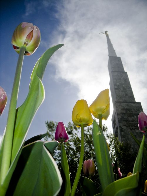 Several spring tulips on the grounds of the Boise Idaho Temple, with the temple spire rising above the flowers.