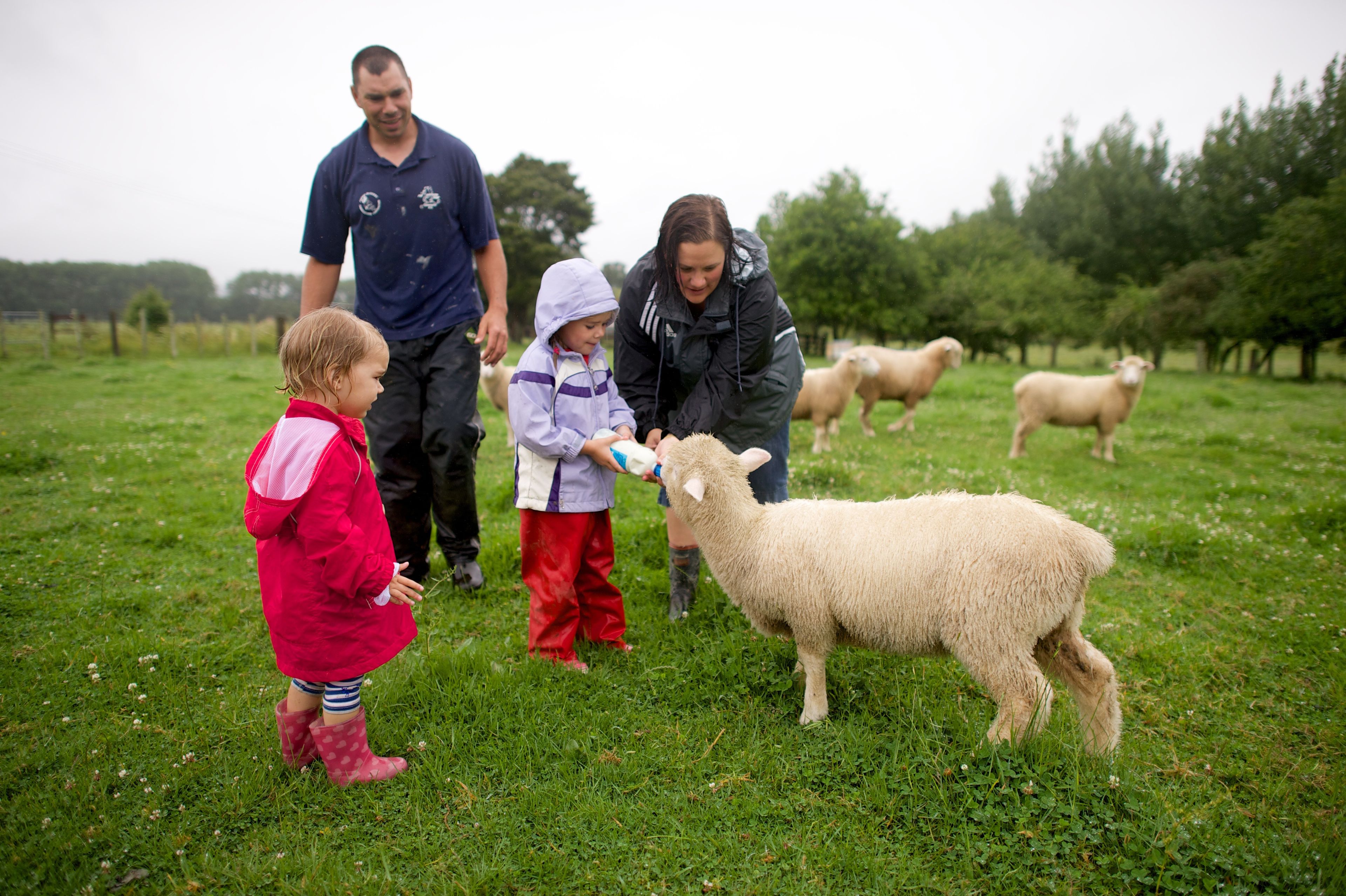 A mother and father in New Zealand show their children how to feed sheep.