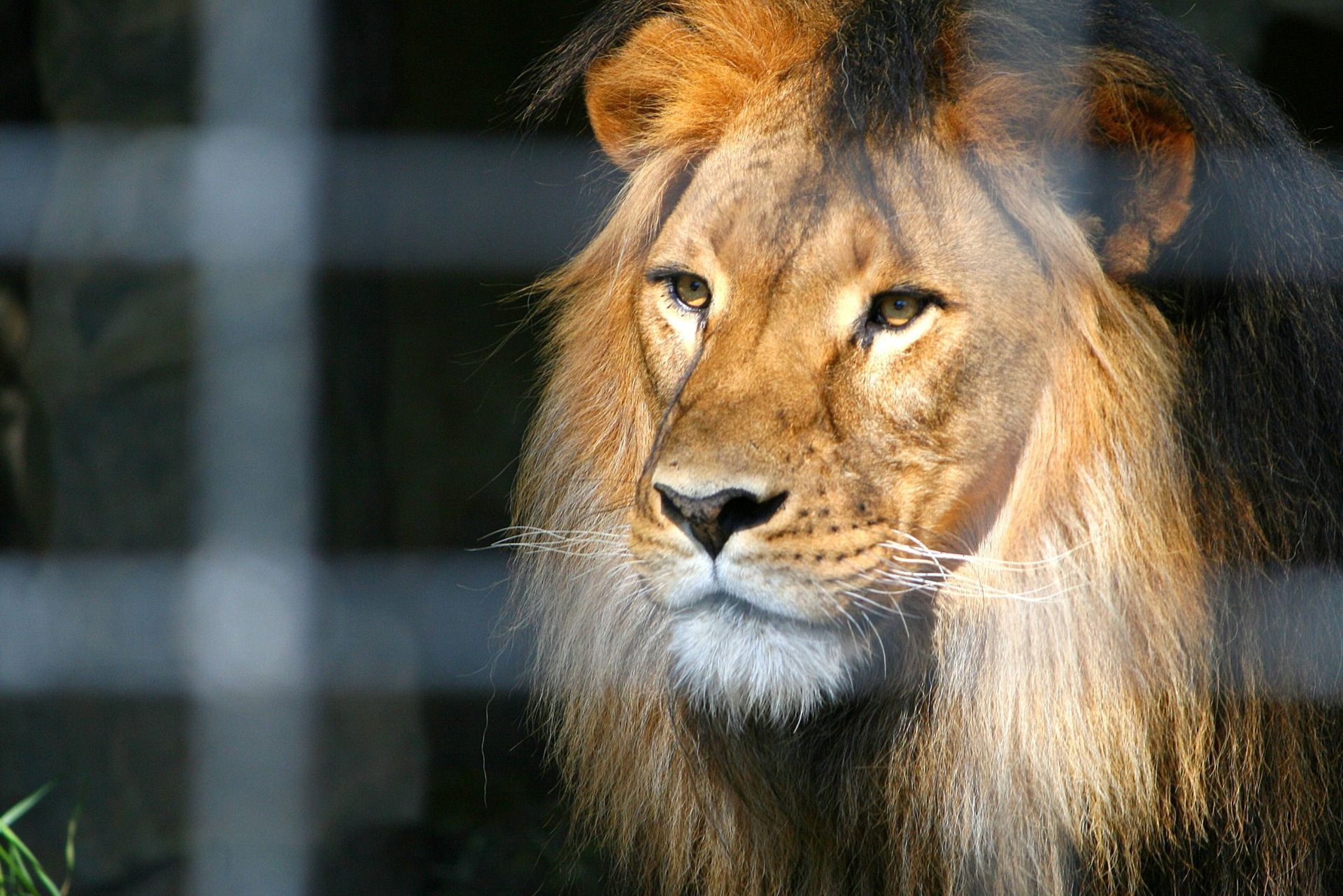 A portrait of a male lion.