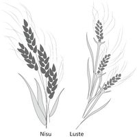 nisu, põlluluste