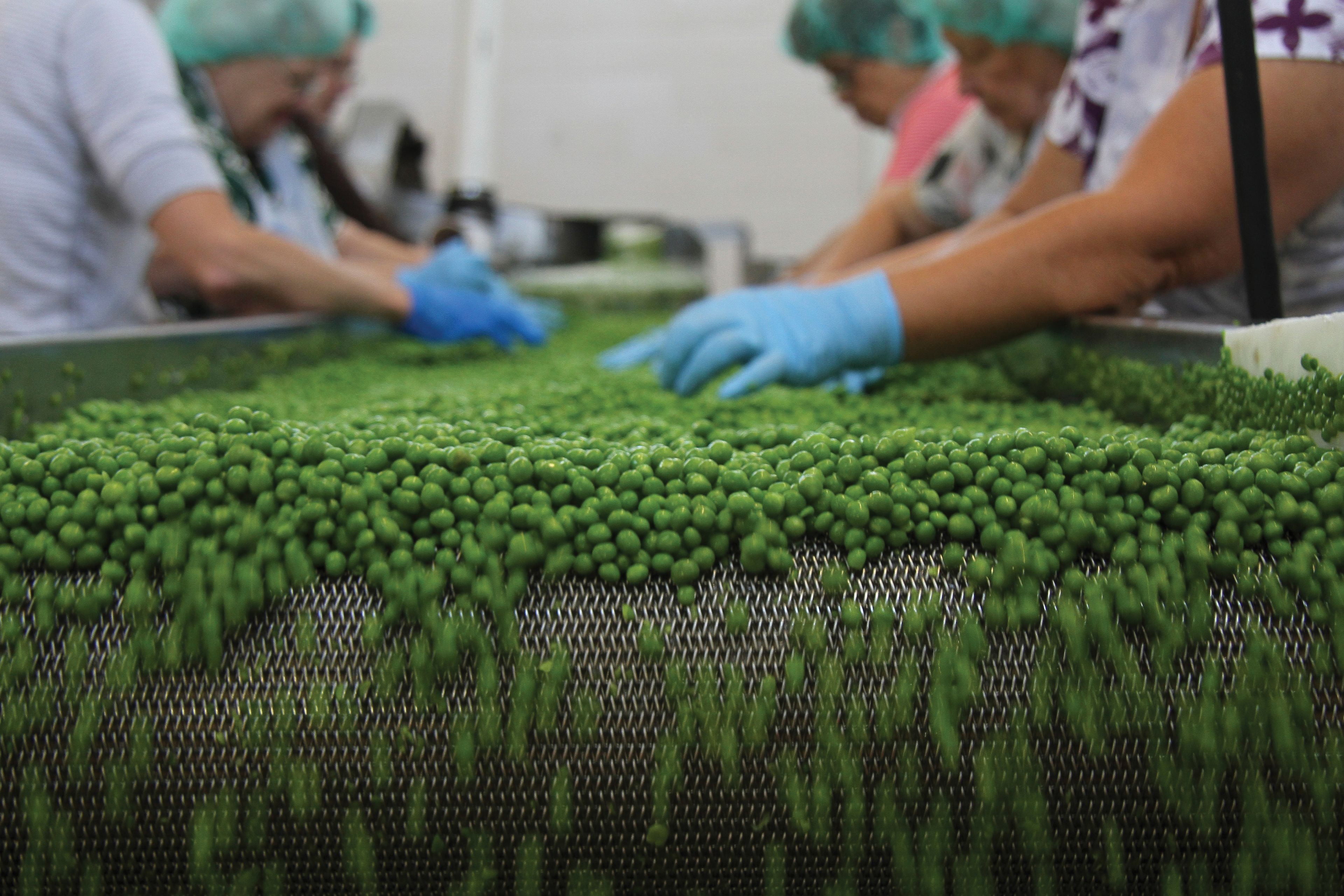 Volunteers help can peas at a cannery.