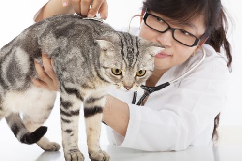 Veterinarian doing checkup on a cat at clinic