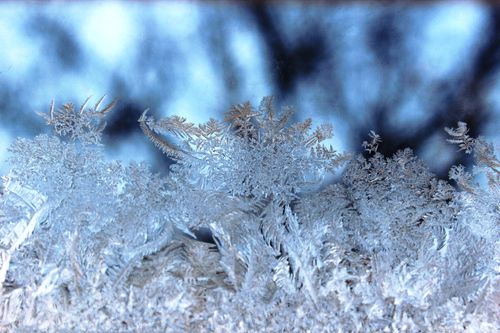 A close-up of small icicles on a plant.