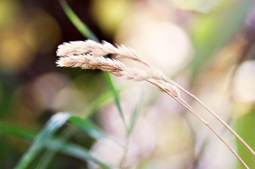 A close-up view of two strands of grass with four clusters of seeds fraying out.