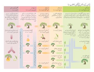 زَیتُون کے درخت کی تمثِیل کا وضاحتی جدول