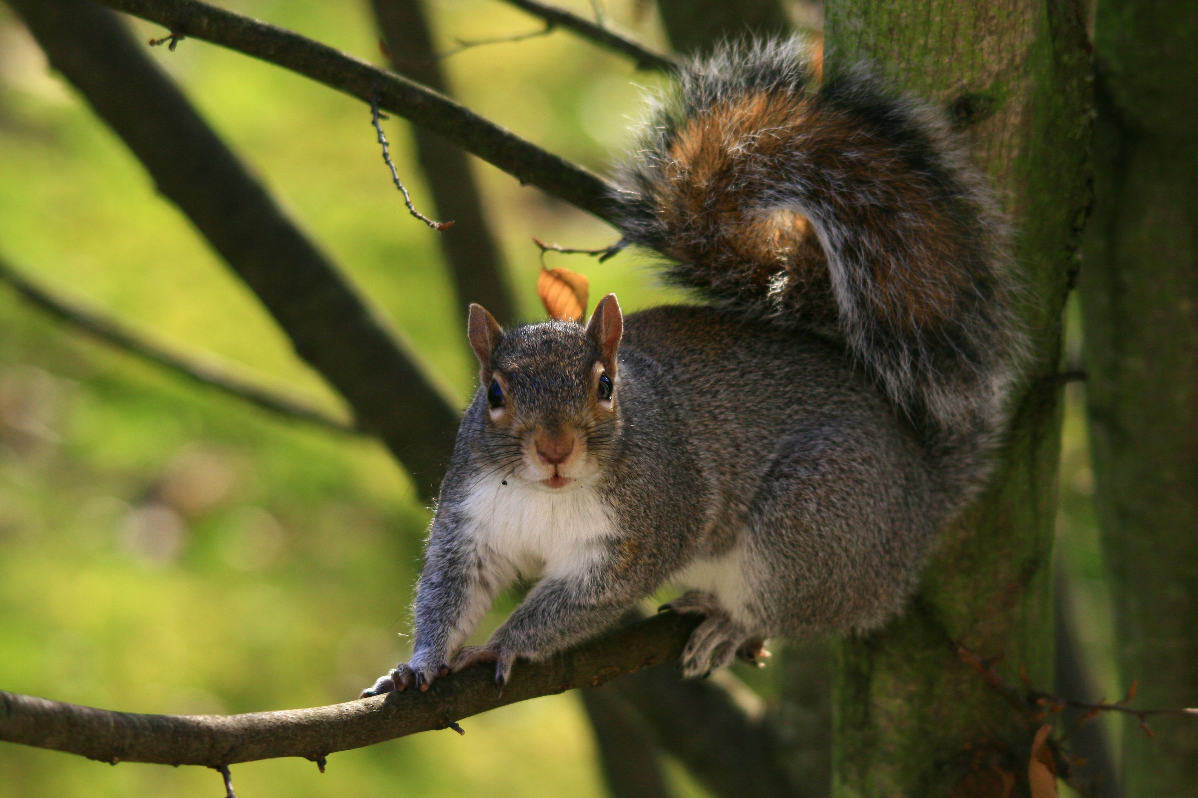 An image of a squirrel climbing on a branch.