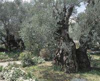 Garden of Gethsemane