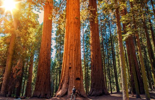 a man standing at the bottom of a Sequoia tree