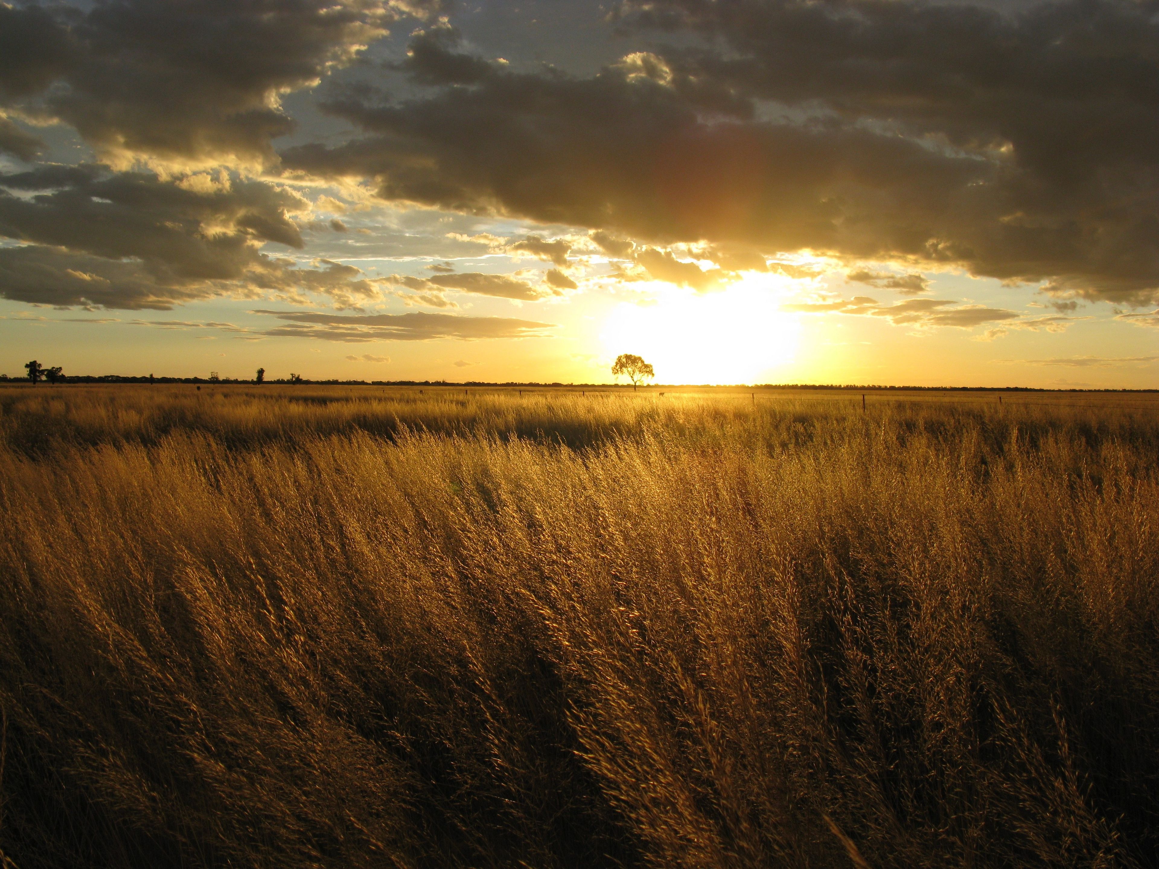 The sun sets over a large field with minimal trees in Australia.