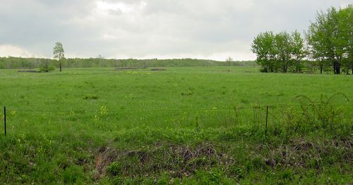 Lush green field with trees in the distance