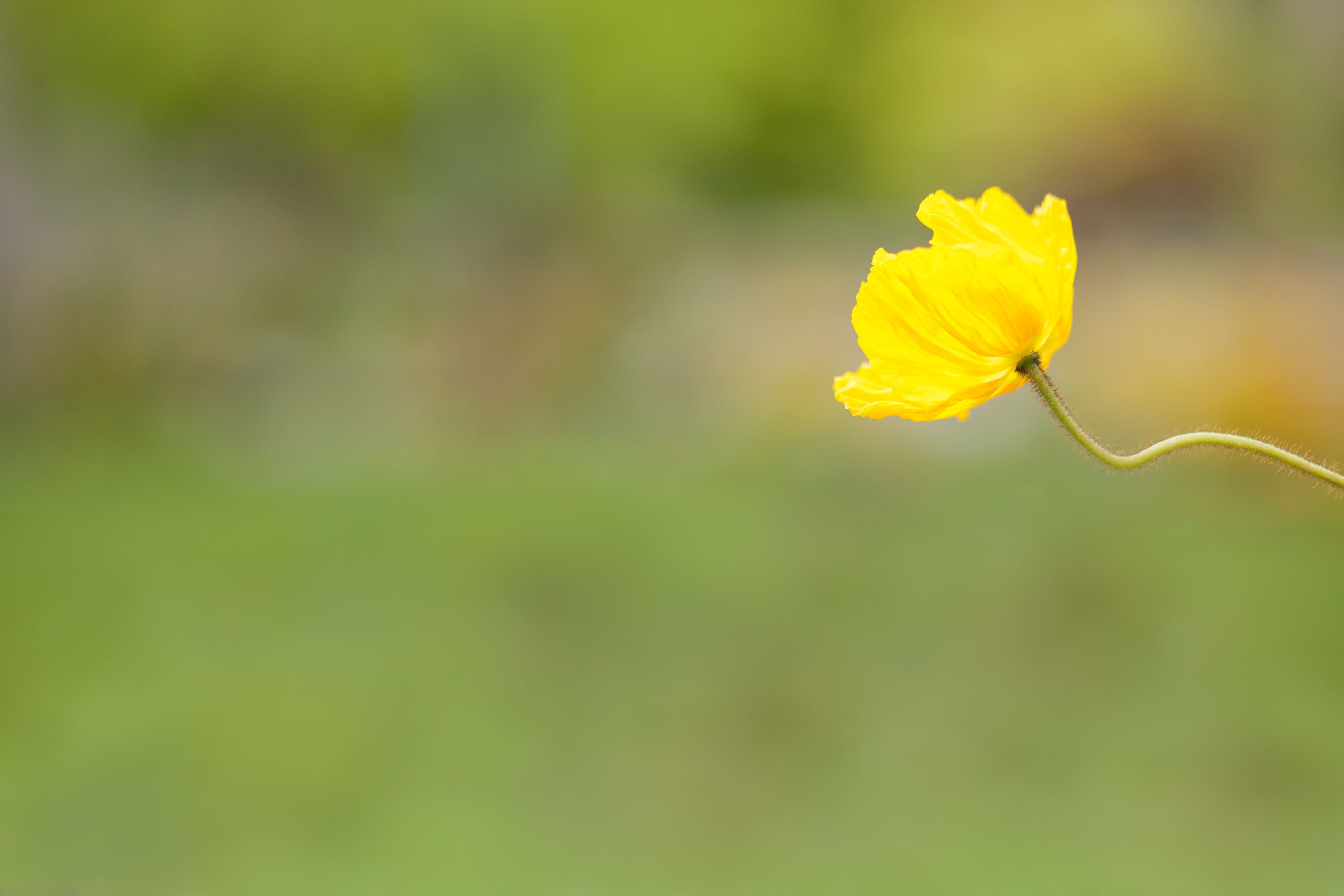 A flower with small yellow petals.