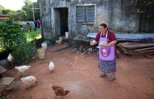 닭에게 모이를 주는 한 여성.
