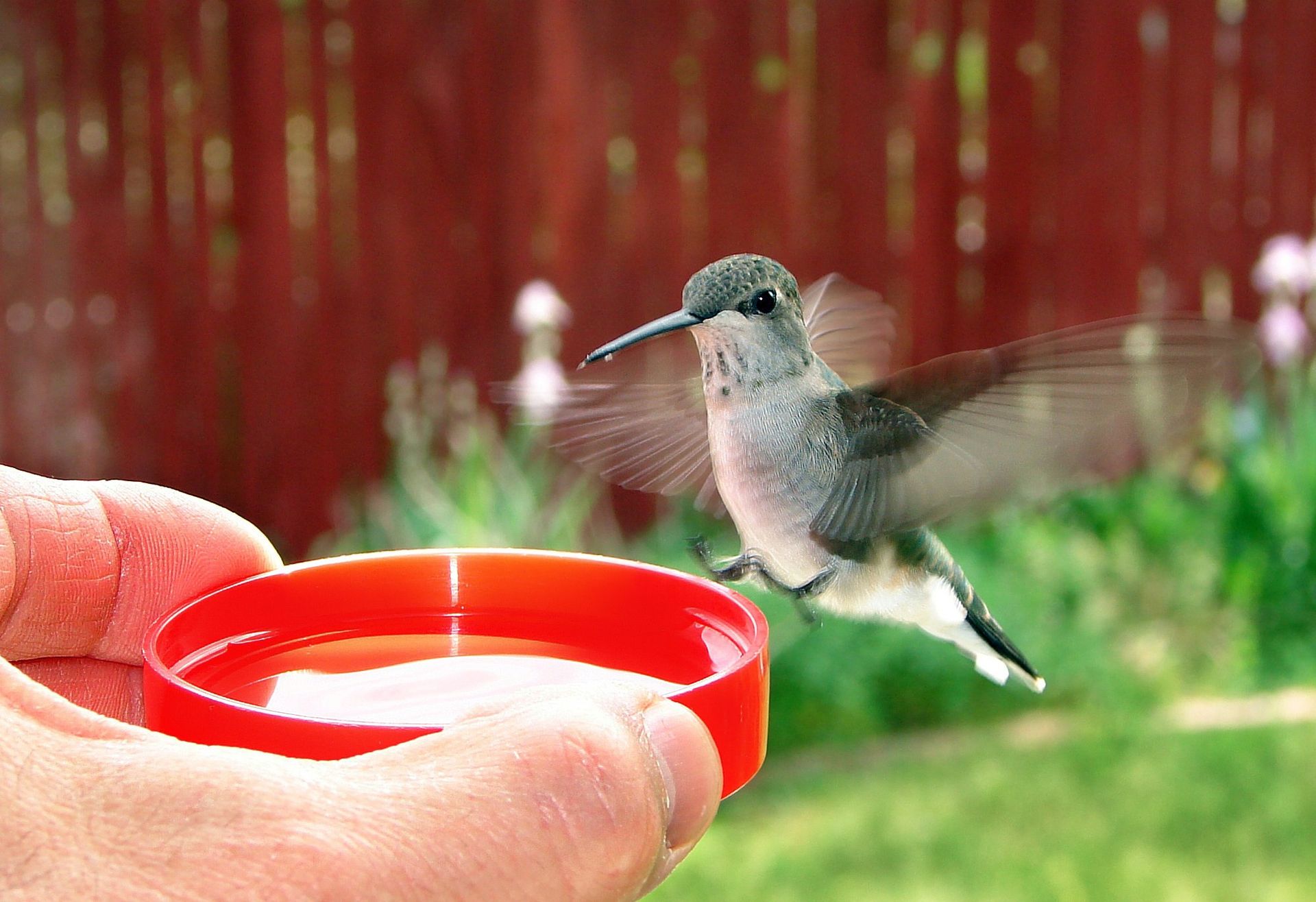 A hummingbird drinks from a feeder.