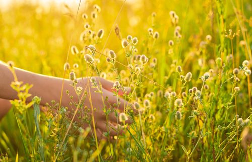 meadow grass and flowers in girl’s hand