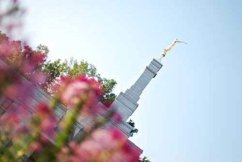 The spire of the St. Paul Minnesota Temple, viewed through a flowering bush.