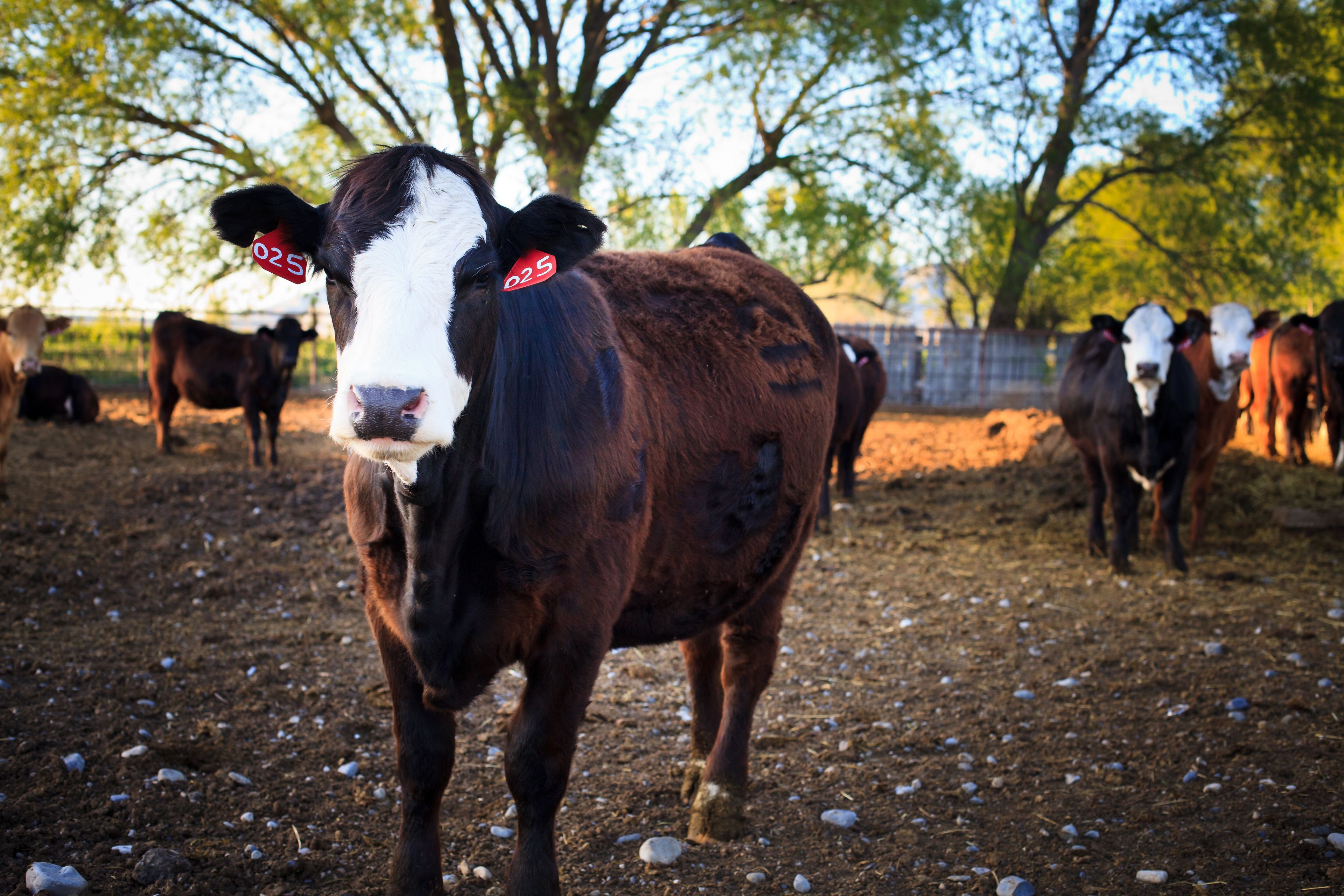 A portrait of a cow in a corral with other cattle.