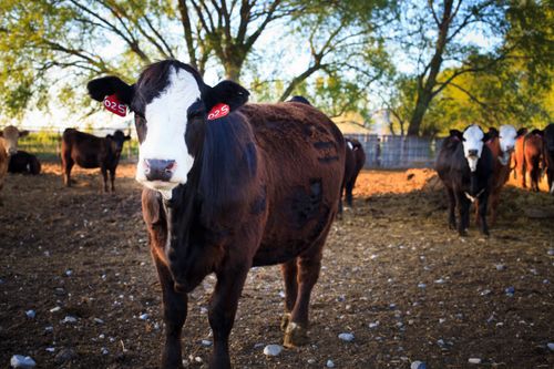 An image of a cow with red tags with numbers on its ear, standing in a corral with other cattle.
