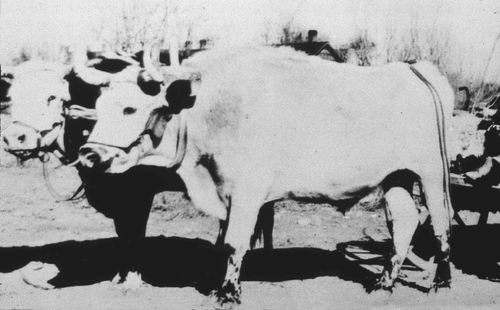 yoke of oxen