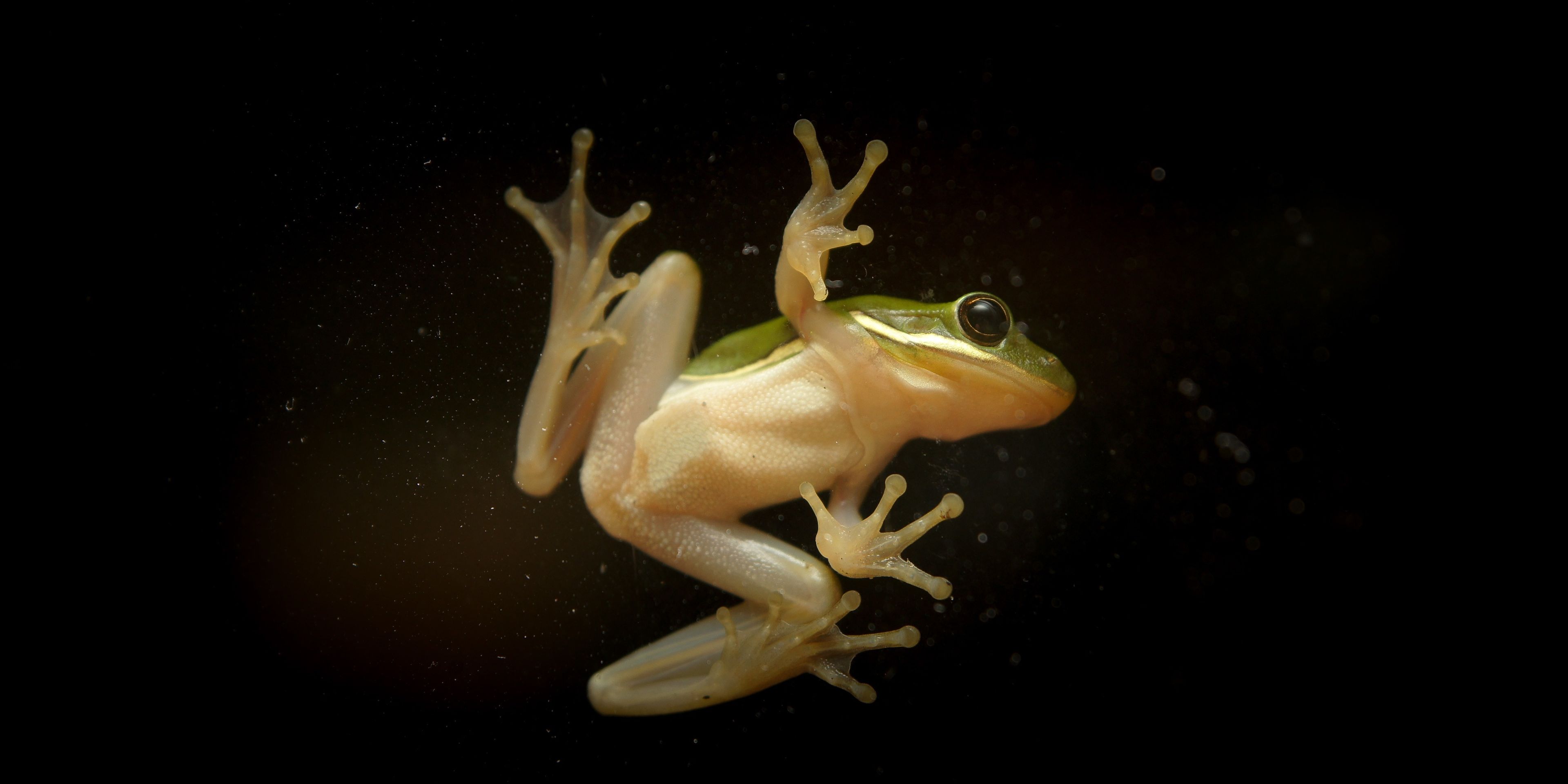 A view of a frog from underneath.