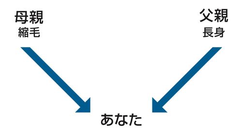 〔両親，特質，あなたの図〕