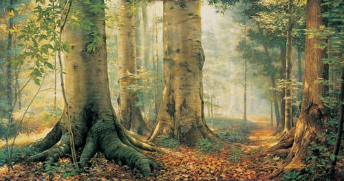 Joseph Smith, Jr. kneeling in the Sacred Grove as he prays. The Prophet is seen in the background with large trees around him. The image depicts the First Vision.
