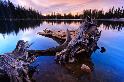 An image of large driftwood sitting in Crystal Lake, with the water reflecting the surrounding trees and sunrise.