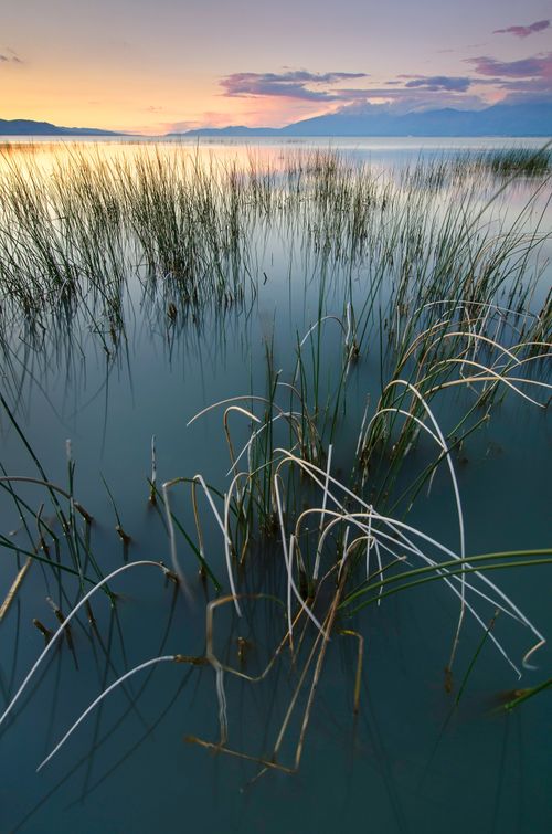 An image of Lincoln Beach with grass and reeds growing up out of the water and mountains in the background.