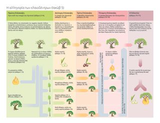 Διάγραμμα που εξηγεί την αλληγορία του ελαιοδένδρου